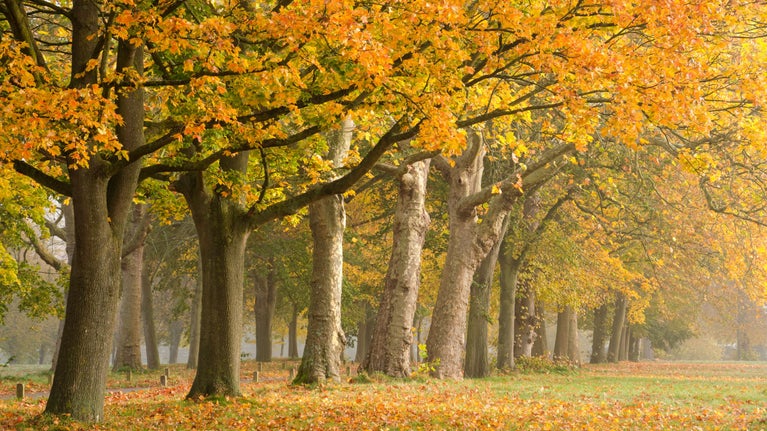 Ham Meadow avenue, lined by two rows of golden-leaved trees, with fallen leaves on the ground, in autumn at Ham House and Garden, London
